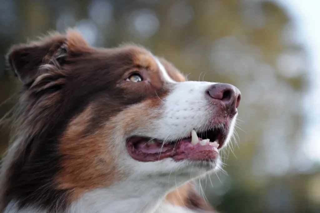 Australian Shepherd Dental Health: What Actually Matters