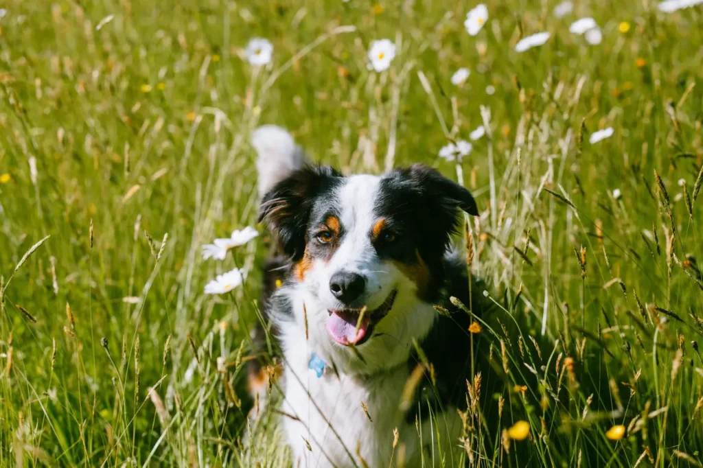 Stopping Bike Chasing in Australian Shepherds