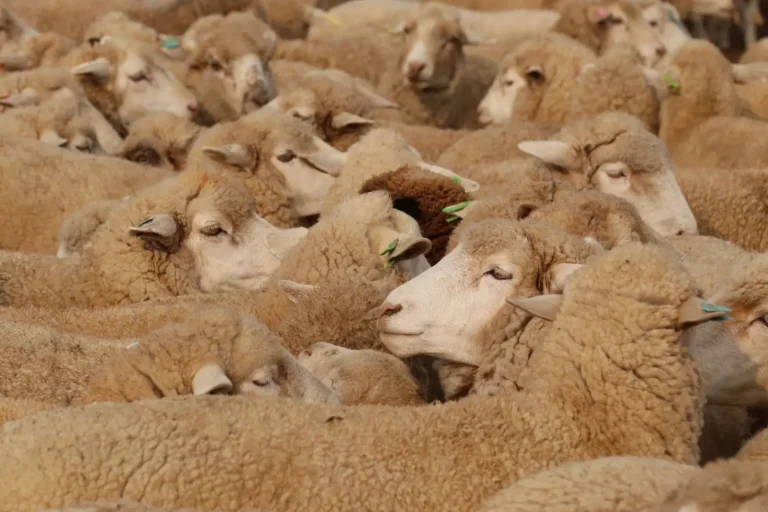 Australian Shepherds and Livestock: What Actually Works