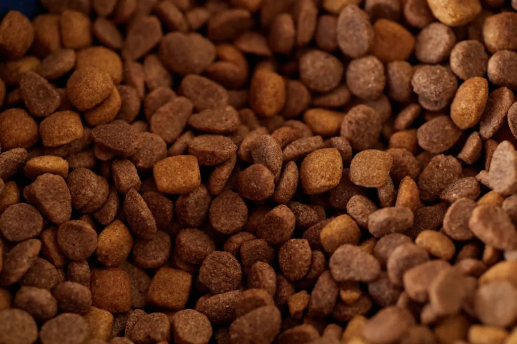 Australian Shepherds and Daily Nutrition: What Works in Practice