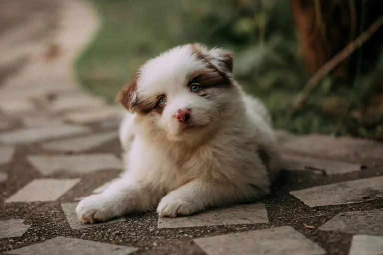 Managing Separation Anxiety in Australian Shepherd Puppies
