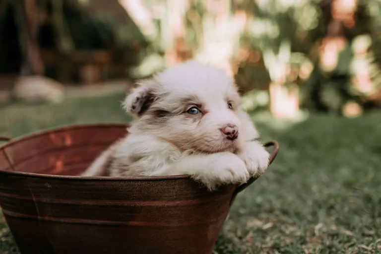 Solitude Training for Australian Shepherd Puppies