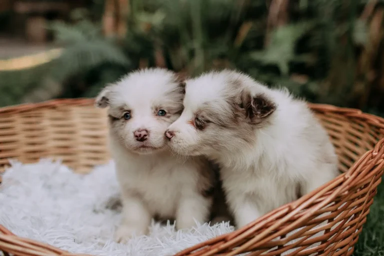 Crate Training Australian Shepherd Puppies: What Actually Works