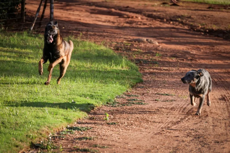 Why Australian Shepherds Nip at Heels Why Australian Shepherds Nip at Heels