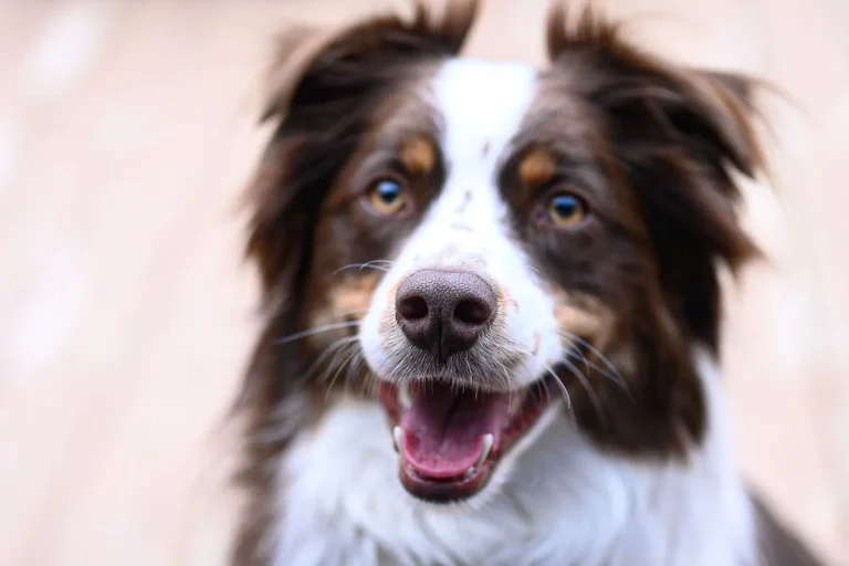 Australian Shepherds and Barking: What to Expect