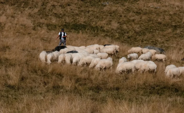 Managing Herding Behavior in Australian Shepherds
