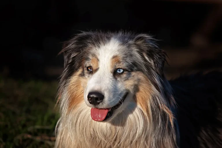 Why Australian Shepherds Shadow Their Owners