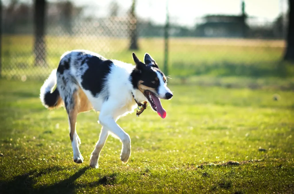 Australian Shepherd Joint Health: What Years of Ownership Reveals
