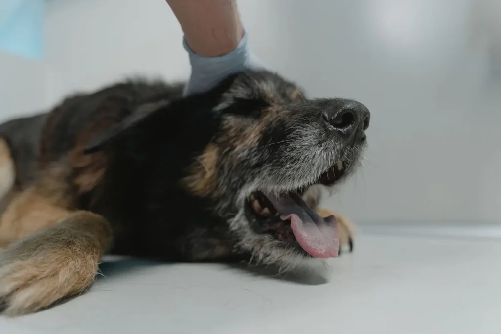 Australian Shepherd Vet Visit Schedule