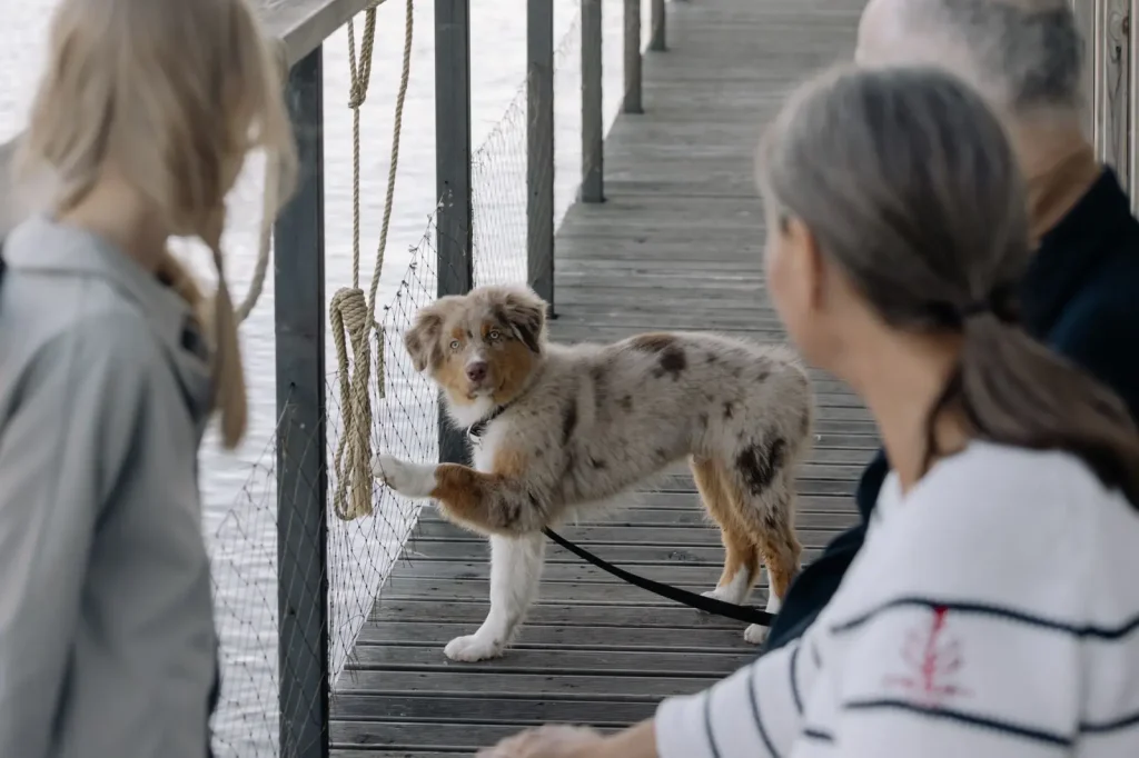 Arthritis in Older Australian Shepherds