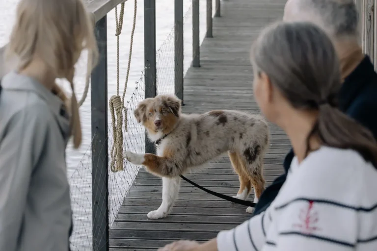 Arthritis in Older Australian Shepherds