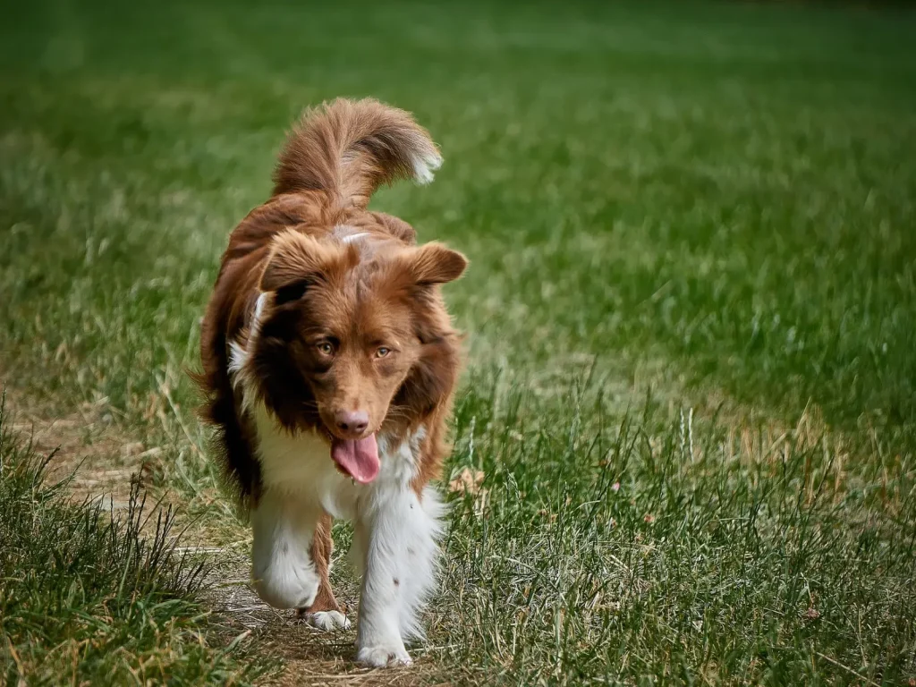 Managing Australian Shepherd Weight Through Daily Life