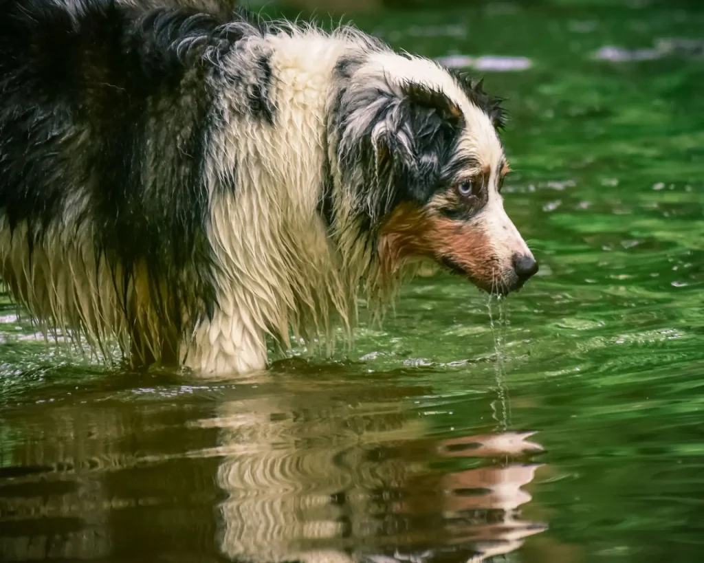 Australian Shepherd Feeding: What Works in Practice