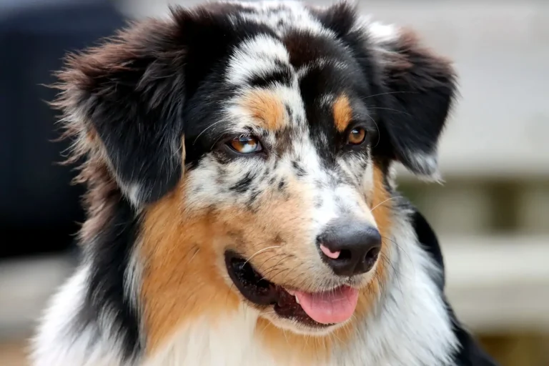Why Australian Shepherds Herd People