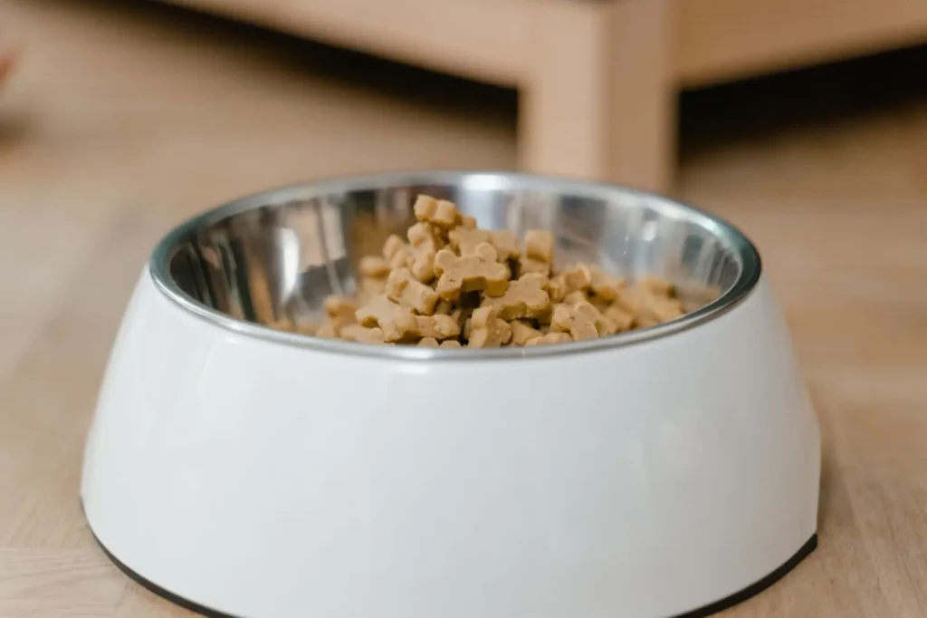 When to Switch Australian Shepherd Puppies to Adult Food
