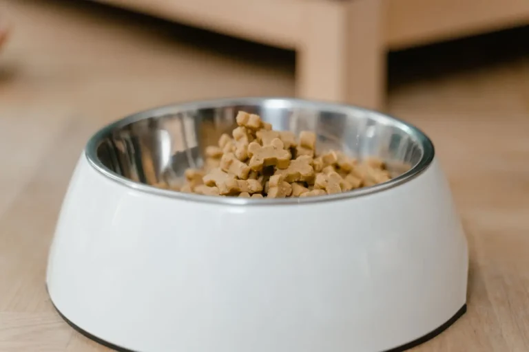 When to Switch Australian Shepherd Puppies to Adult Food