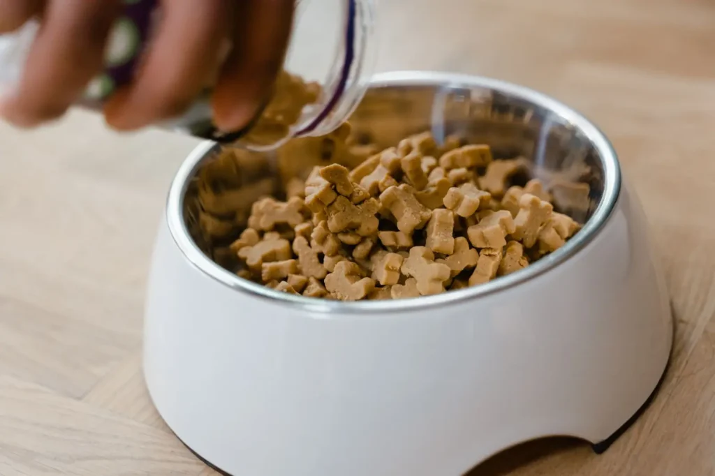 Feeding Australian Shepherd Puppies: What Actually Works