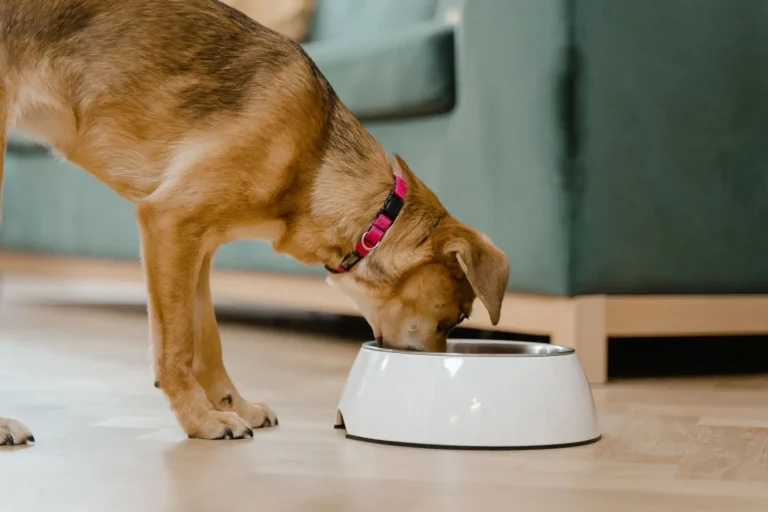 Feeding Australian Shepherd Puppies: What Actually Works