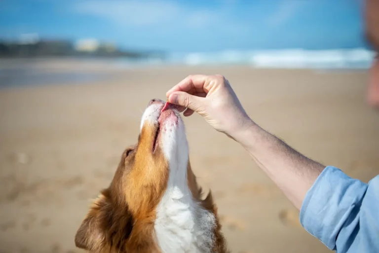 Rewards Work Better When You Understand Your Aussie Shepherd Rewards Work Better When You Understand Your Aussie Shepherd