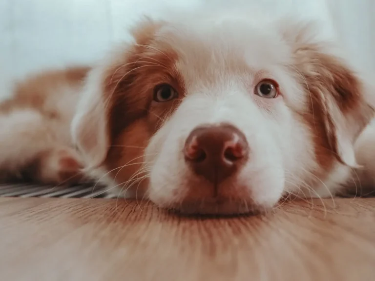 Settling an Australian Shepherd at Home