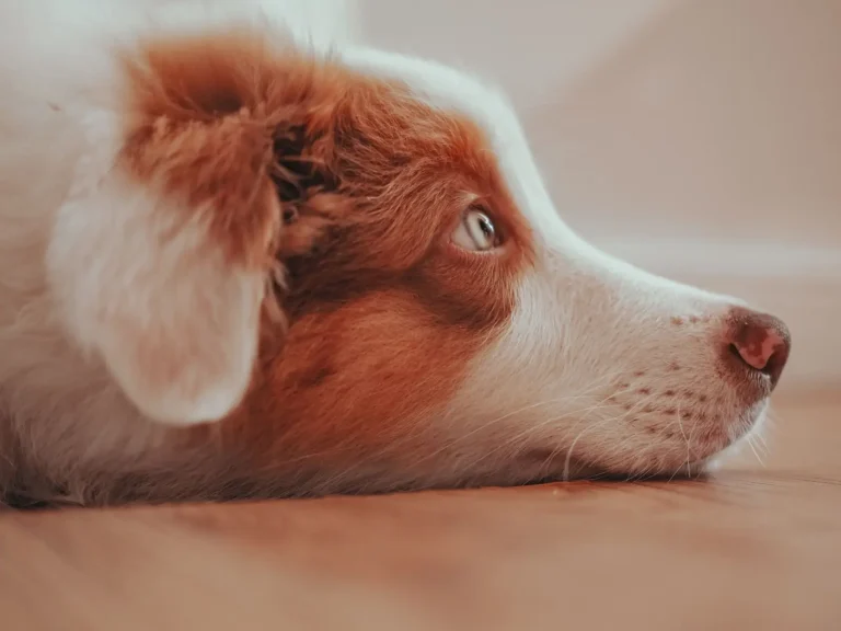 Settling an Australian Shepherd Puppy at Night