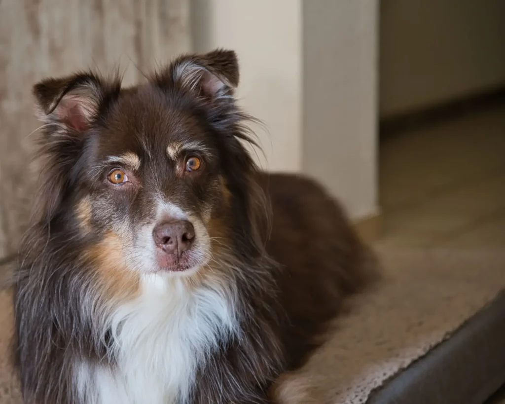 Why Australian Shepherds Stare at Their Owners