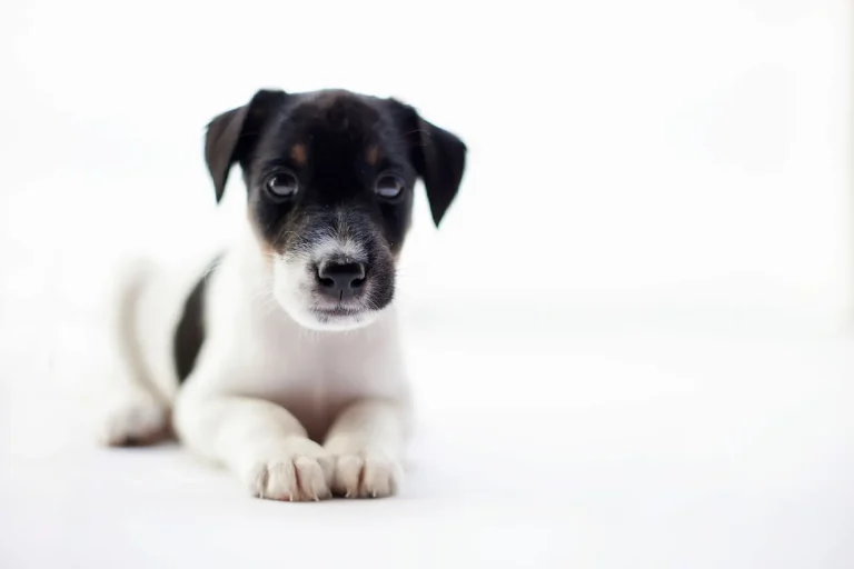 Why Australian Shepherd Puppies Stop Listening Suddenly