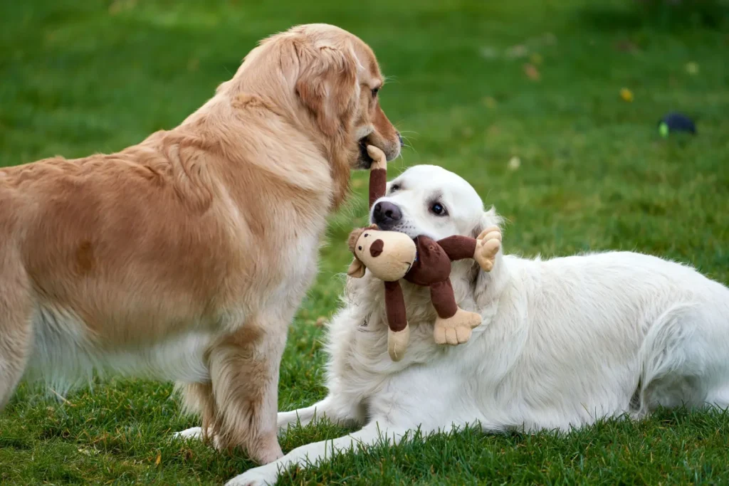 Teaching Australian Shepherds to Put Toys Away