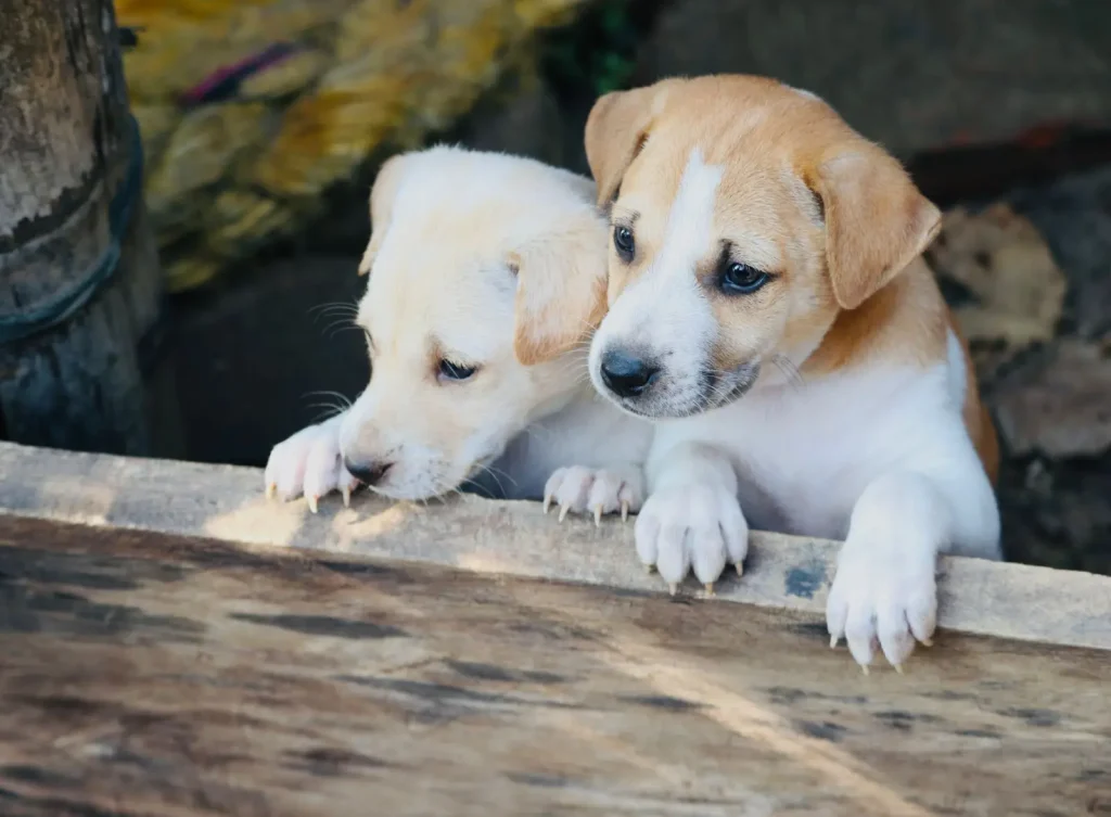 Australian Shepherd Puppies and Fear Periods
