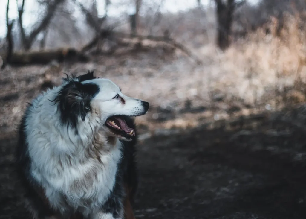 Walking Games That Work for Australian Shepherds