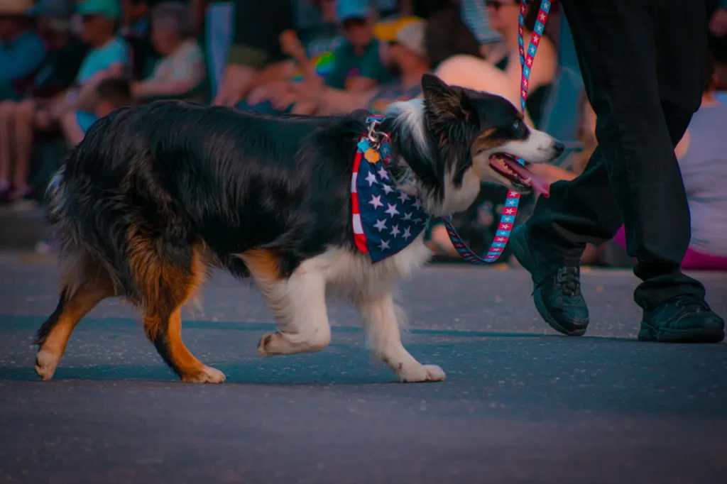 Teaching Australian Shepherds Loose Lead Walking Through Play