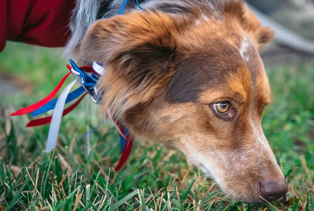 Teaching Australian Shepherds to Find Hidden Objects