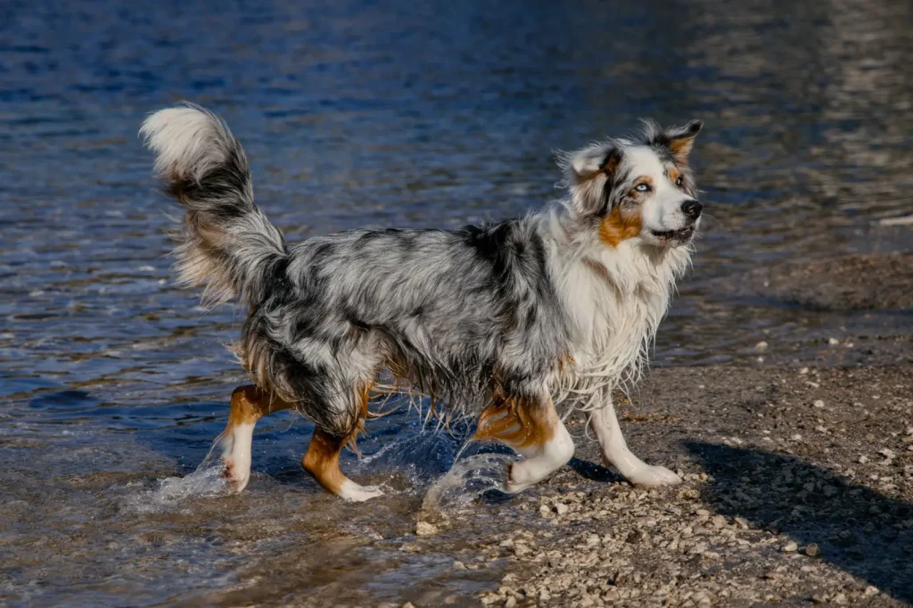 Living With an Adolescent Australian Shepherd