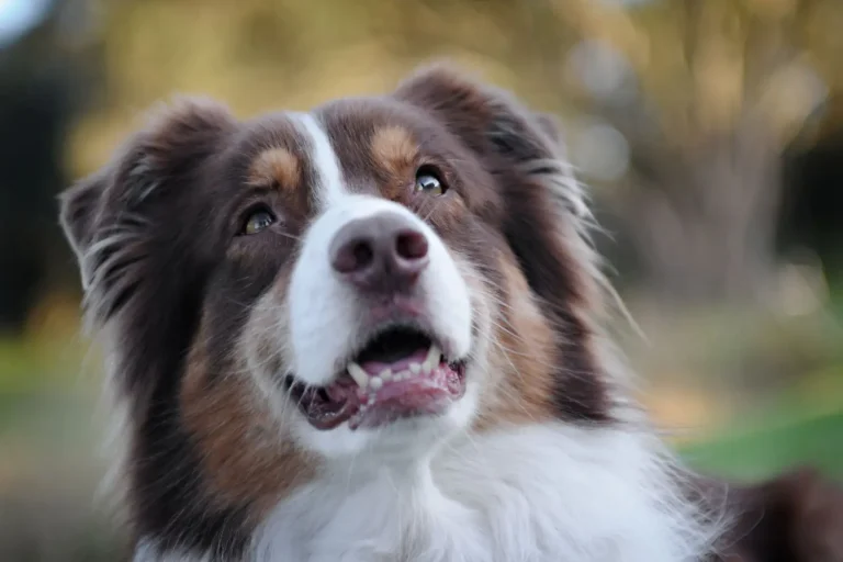 Australian Shepherd Ear Carriage and What's Normal