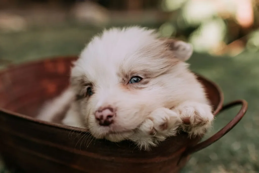 Paw Problems in Australian Shepherds
