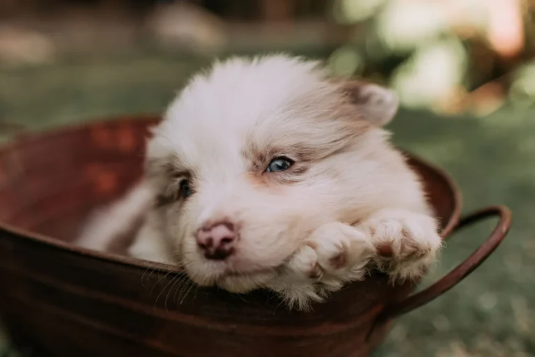 Paw Problems in Australian Shepherds