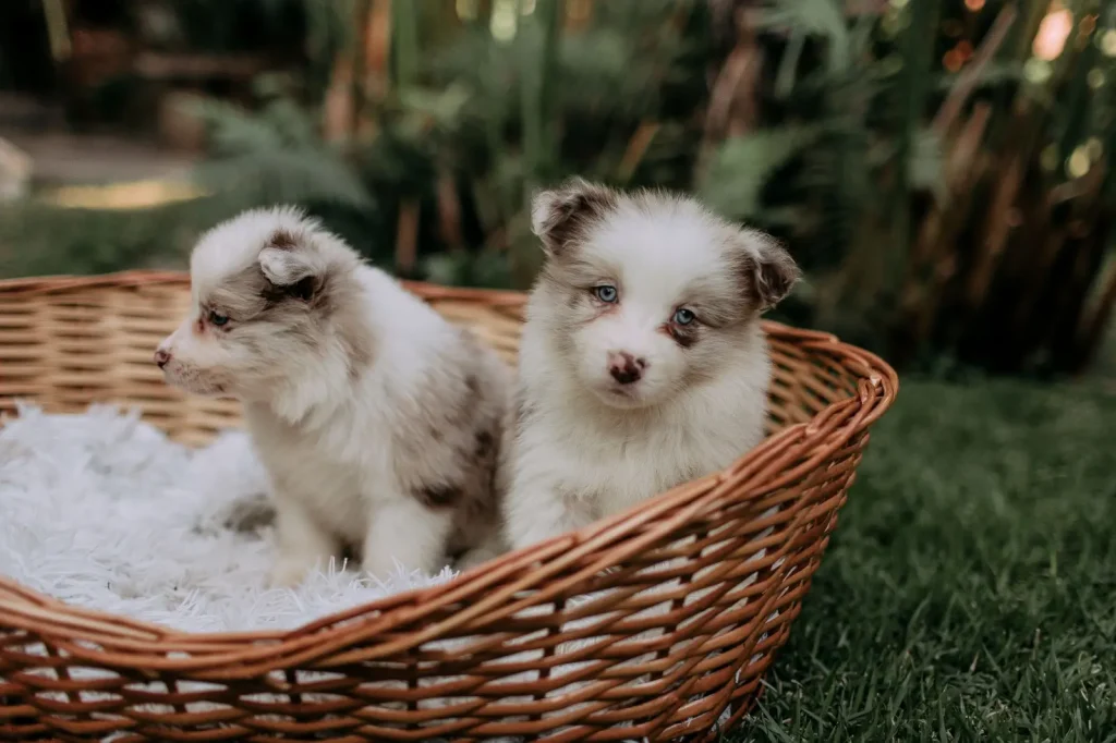 Why Some Australian Shepherds Are Born With Short Tails