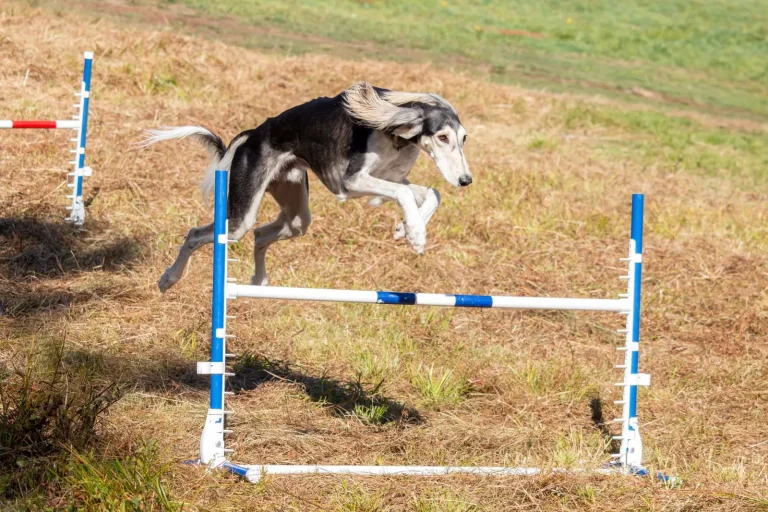 Outdoor Training Games for Australian Shepherds