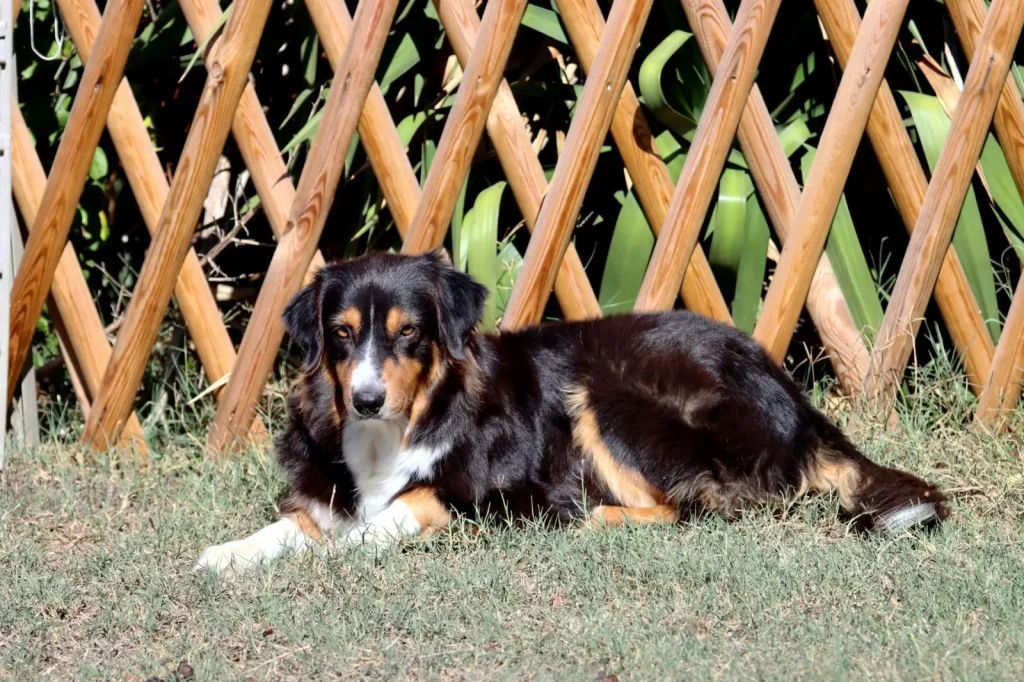 When Australian Shepherds Reach Full Size