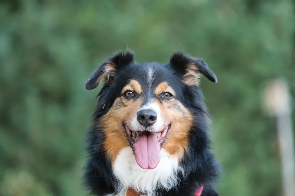 Australian Shepherd Tail Types and What They Mean