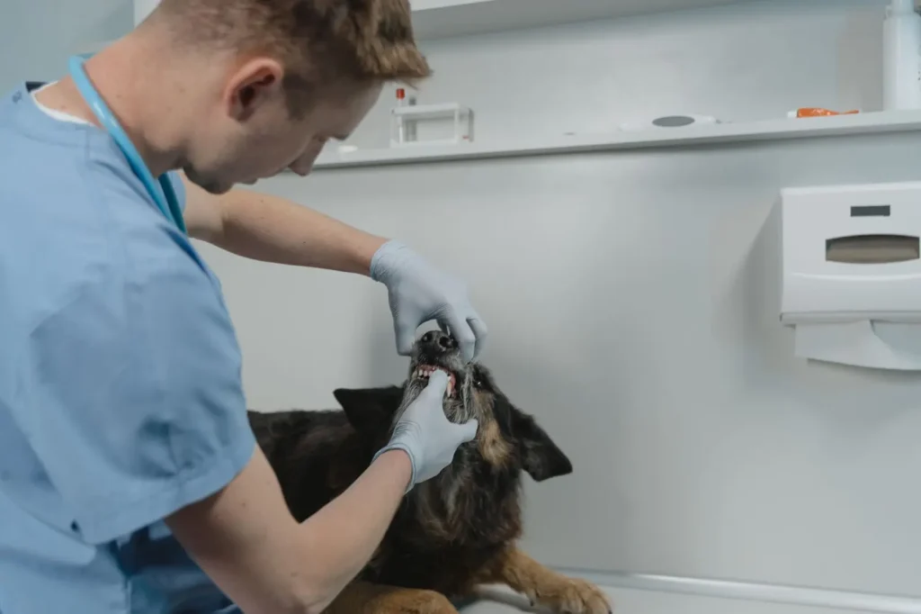 Australian Shepherd Vet Costs: What Owners Really Spend