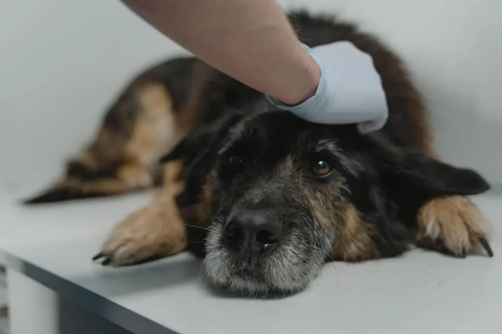 Microchipping Australian Shepherds in Australia