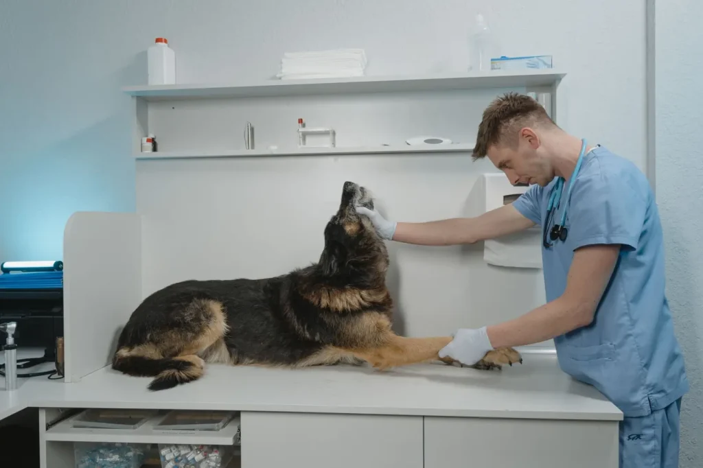 Pet Insurance for Australian Shepherds in Australia