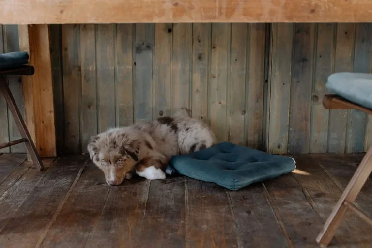 Creating Calm in an Australian Shepherd's Space