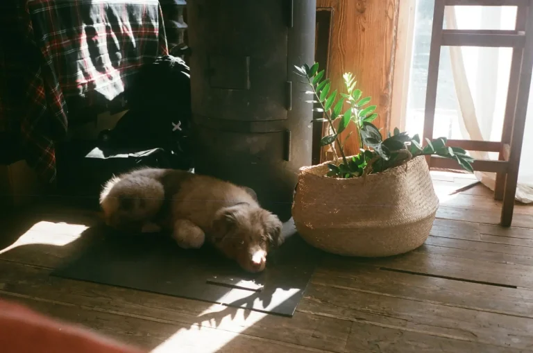 How Much Sleep Australian Shepherds Actually Need
