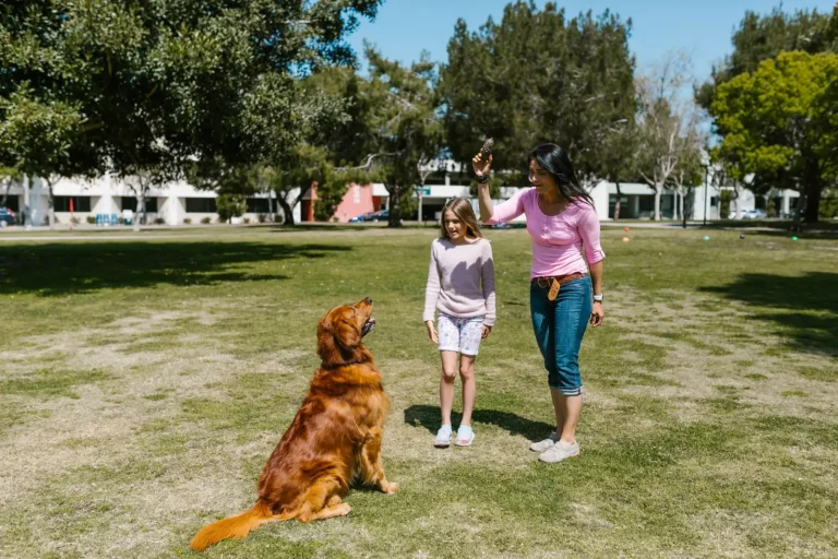 Australian Shepherds and Outdoor Obedience