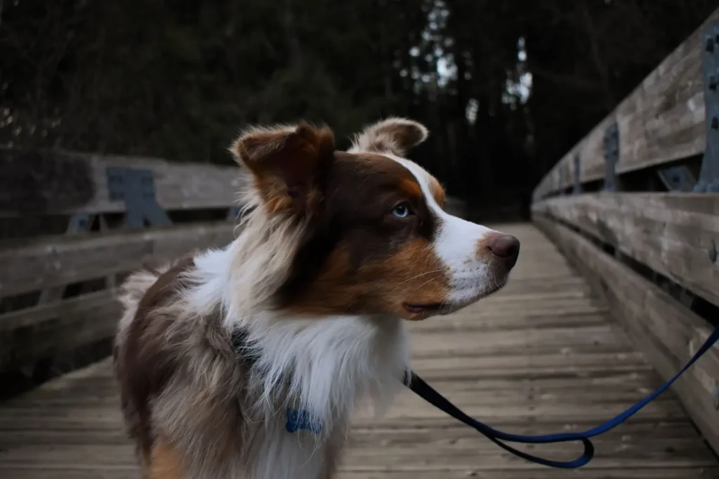 Keeping Australian Shepherds Engaged on Daily Walks