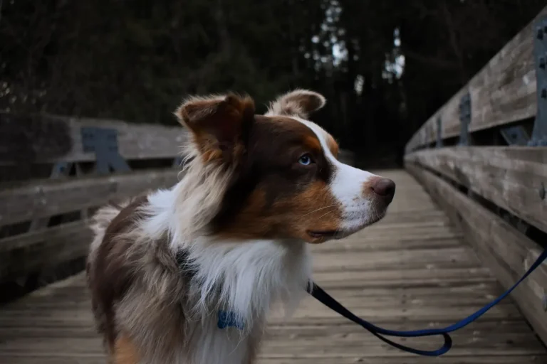 Keeping Australian Shepherds Engaged on Daily Walks