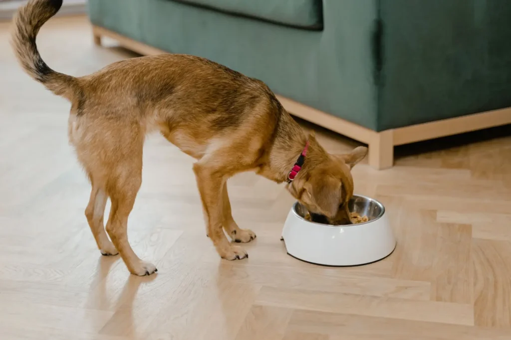 Digestive Issues in Australian Shepherds
