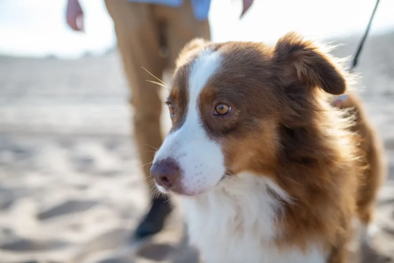Decompression Walks for Australian Shepherds